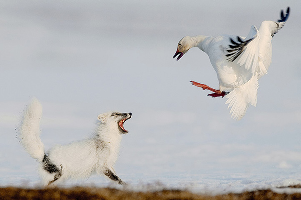  Winners of the 2012 Wildlife Photographer of the Year
